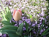 87 Nancy's Garden [2009 May 10]